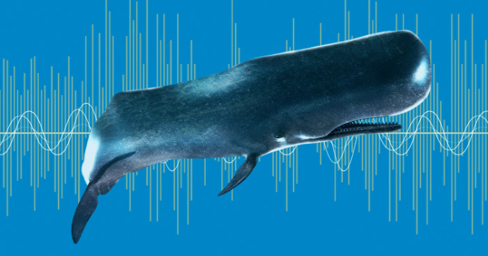 a whale with an acoustic wave drawn behind it