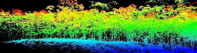 heat sensitive image of a treeline